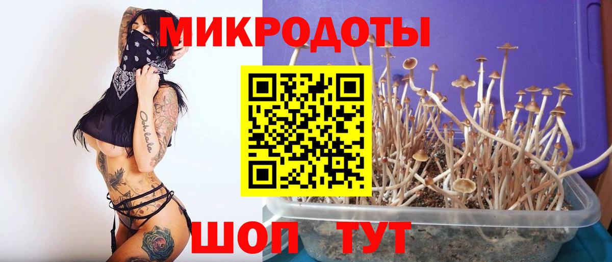 Псилоцибиновые грибы Psilocybe Верхняя Пышма